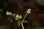 Canadian blacksnakeroot